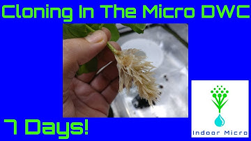 Indoor Micro How to Clone in the Micro DWC Hydroponic System
