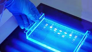 Fracionamento de proteínas (cromatografia e eletroforese)