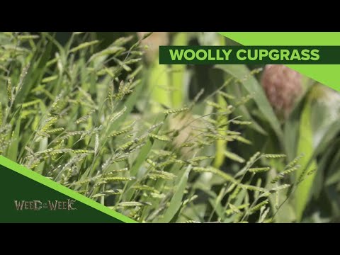 Vídeo: Managing Velvetgrass Weeds – Identificação e Controle de Velvetgrass