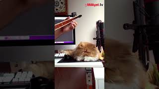 Dertli Kedi