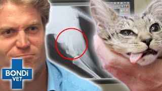 Fixing Broken Bones  Bondi Vet Compilation | Bondi Vet