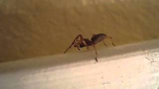 Twitter Sonnet 266 Net Worth