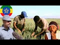 How Wheat Production Changed Ethiopia || Pm Aby Ahmed Explains.
