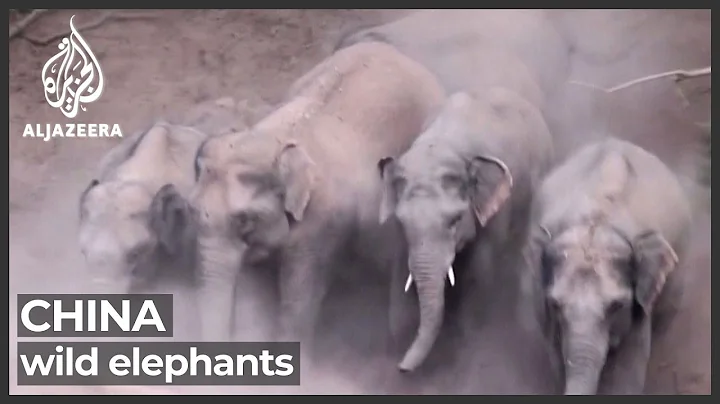 China wild elephants continue to cause chaos - DayDayNews