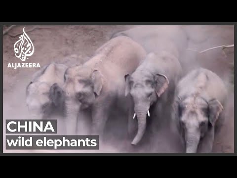 China wild elephants continue to cause chaos