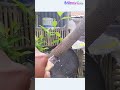 Saw bending technology for bonsai branches
