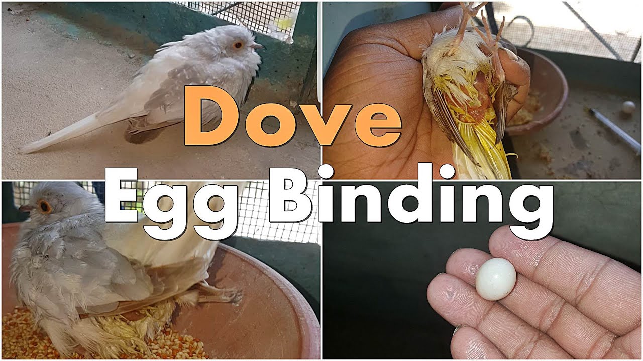 Egg Binding in Diamond Dove Dove Egg Binding Treatment YouTube