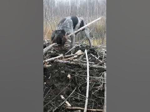 хата бобра - YouTube