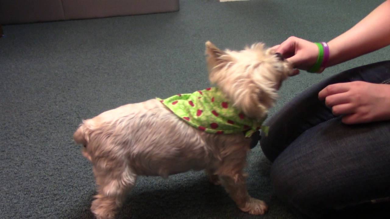 How to Teach an Old Dog New Tricks - YouTube