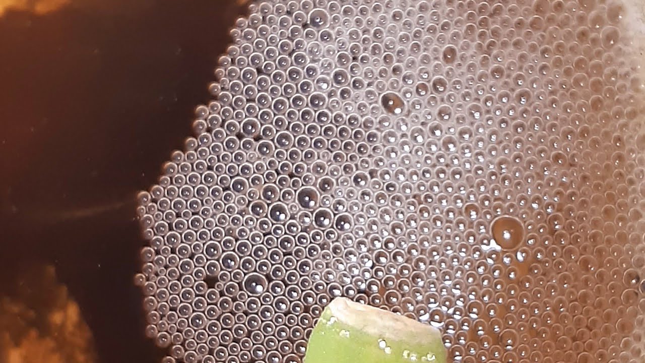 CARA MEMBEDAKAN  GELEMBUNG  IKAN CUPANG YANG SUDAH BERISI TELOR