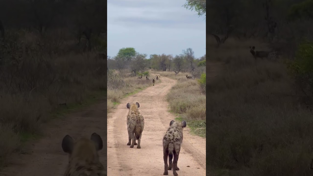 Hyenas vs African Wild Dogs 😱 | A Tense Standoff in the Wild #africawildlife #bushdogs #wildearth