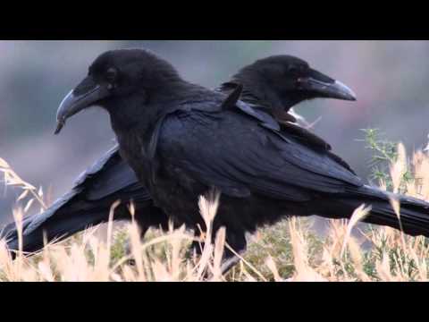 Video: ¿Cómo anidan los cuervos?