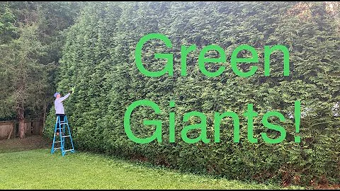 ✂️ Elaguer les Arbres Arbre Arbre Arbre de la Variété « Green Giant » : Préserver des Haies Saines et Magnifiques ✂️