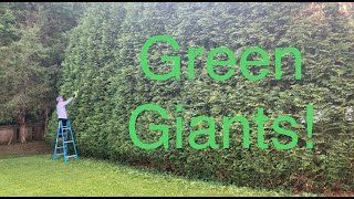 Trimming/Pruning Green Giant Arborvitae.