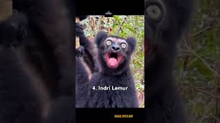 Top 8 Weirdest Monkey Sounds You Won't Believe! 🐒🔊