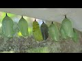 Magical Monarch - A Time-lapse