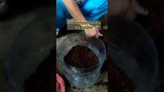 Menanam Seledri di bekas Galon Le Mineral#short #shorts #organicfarming