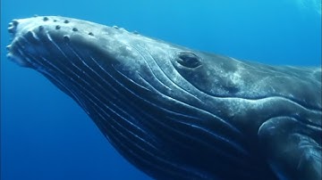 Whales - Song by Ginger Lemon Honey (HD music video)