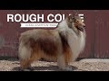 ROUGH COLLIE: A DOG LOVER'S INTRODUCTION の動画、YouTube動画。