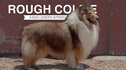 Popular Videos Rough Collie Youtube