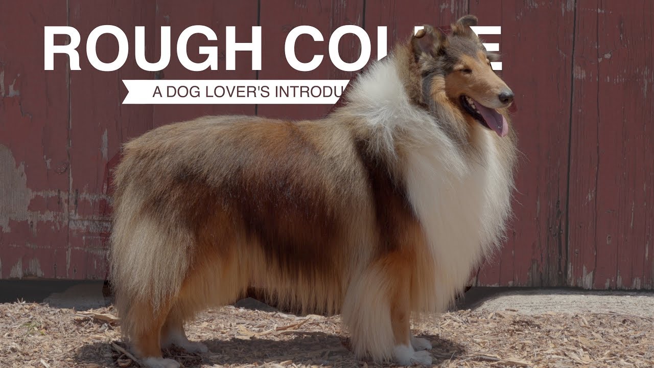 Meet Lassie!! : r/roughcollies