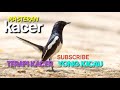 Terapi Kacer Yang Sedang Stress Malas Bunyi Masteran Kacer Top Mp3 - Mp4 Download