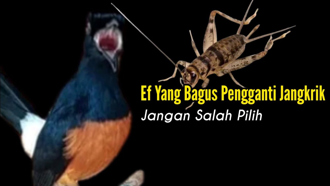 EF Yang Bagus Pengganti Jangkrik || Bengkel Murai Batu