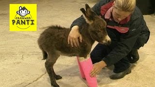 Baby Donkey has Legs in Plaster Casts So Cute