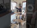 遅刻して社長に初めて怒られた新人大輝！ #ゴールデンレトリバー子犬