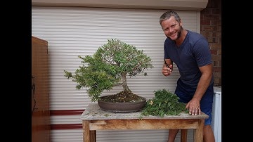 Bonsai Australian native Bottlebrush, Aussie Bonsai Bloke
