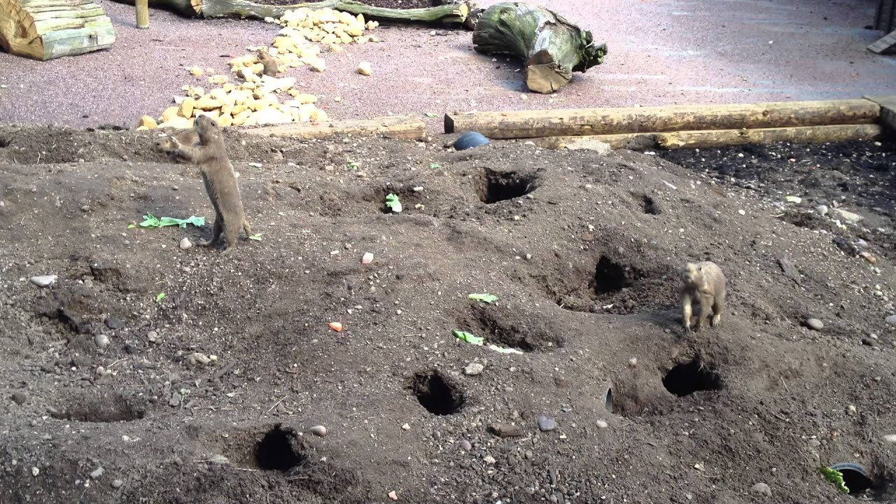 Prairie dogs at Twycross Zoo JumpYip YouTube