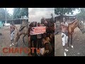 Le pursang cheval ivoirien champions de cote divoire chapotv