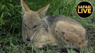 safariLIVE - Sunset Safari - January 27, 2019 Part 2