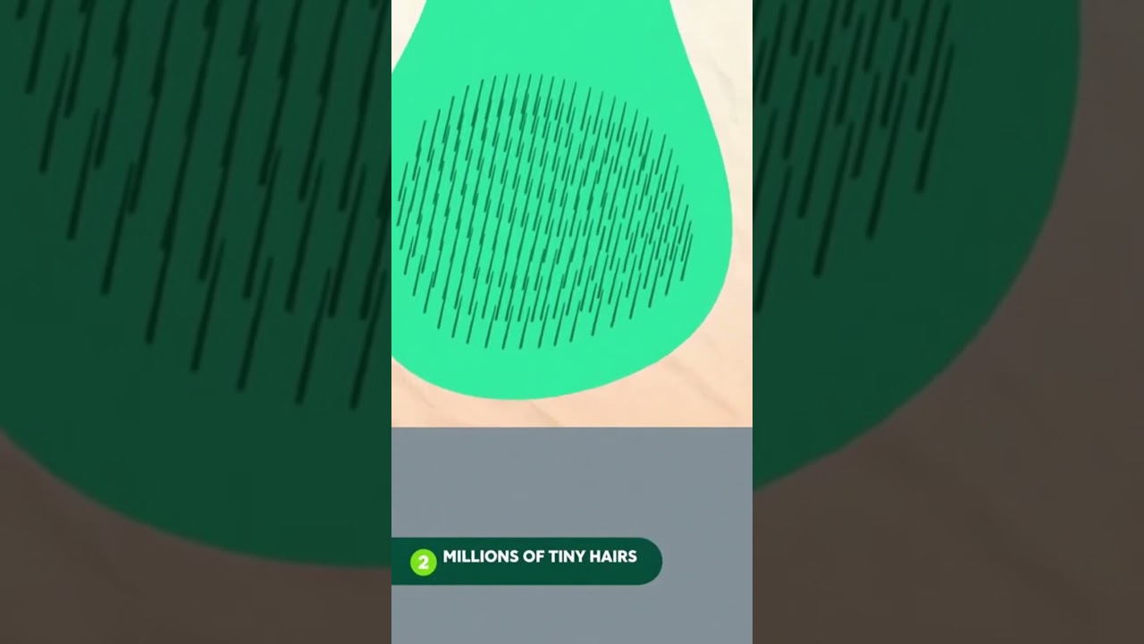 This Gecko Has No Chill