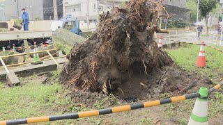 「これではもたないよな」「木そのもののバランスも悪かった」名古屋の都心で約15メートルの木が倒れたワケ　樹木の専門家が現地調査　