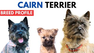 Cairn Terrier Breed Profile History - Price - Traits - Cairn Terrier Grooming Needs - Lifespan