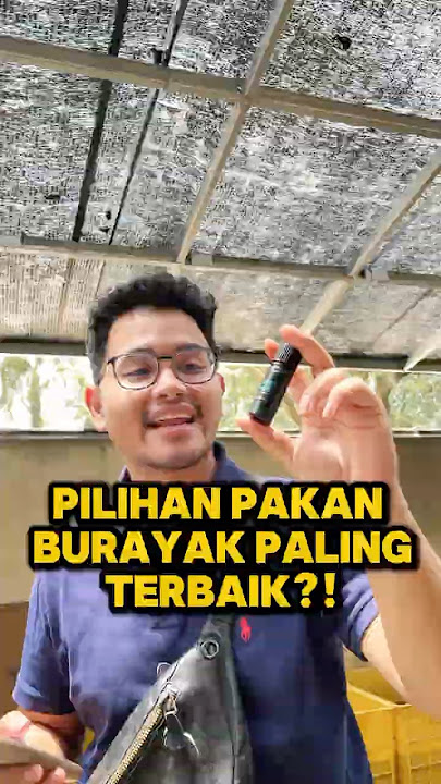 PAKAN BURAYAK PALING THE BEST?! #fishkinian #ikancupang #bettafish #cupanghias #cupangindonesia