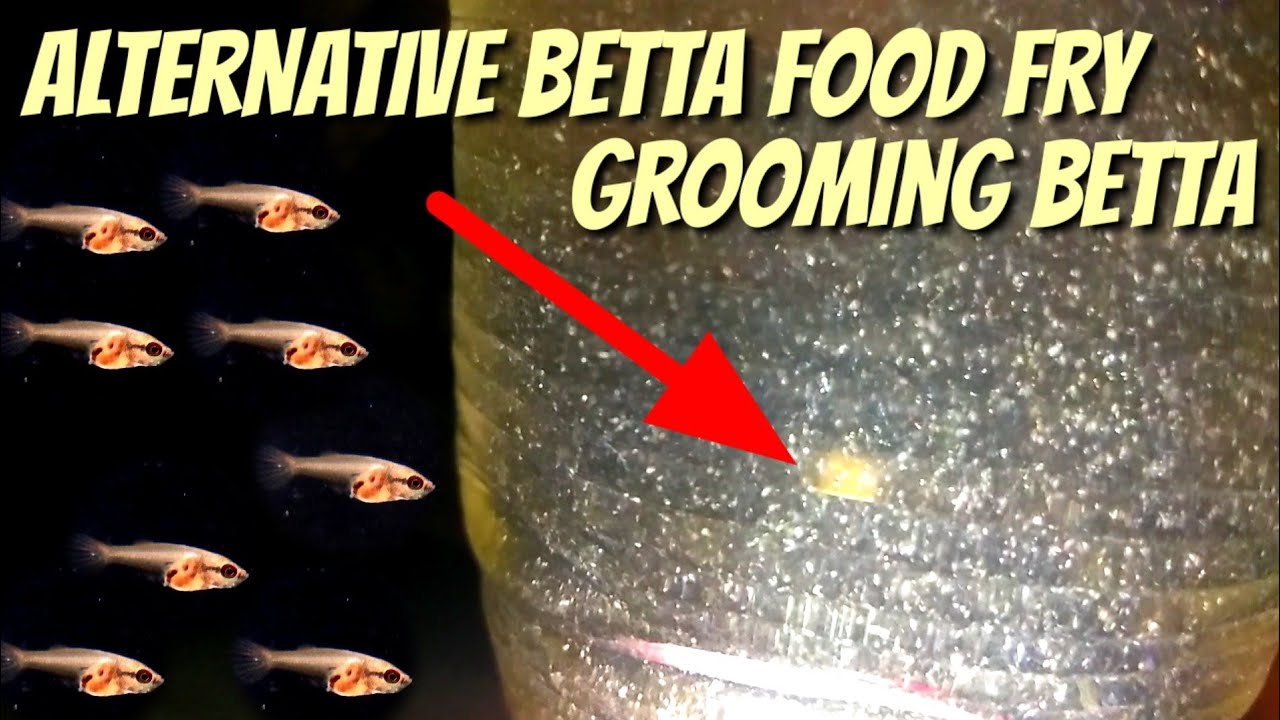 food for fry betta fish