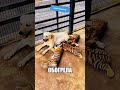СОБАКА ВЫРАСТИЛА ТИГРОВ