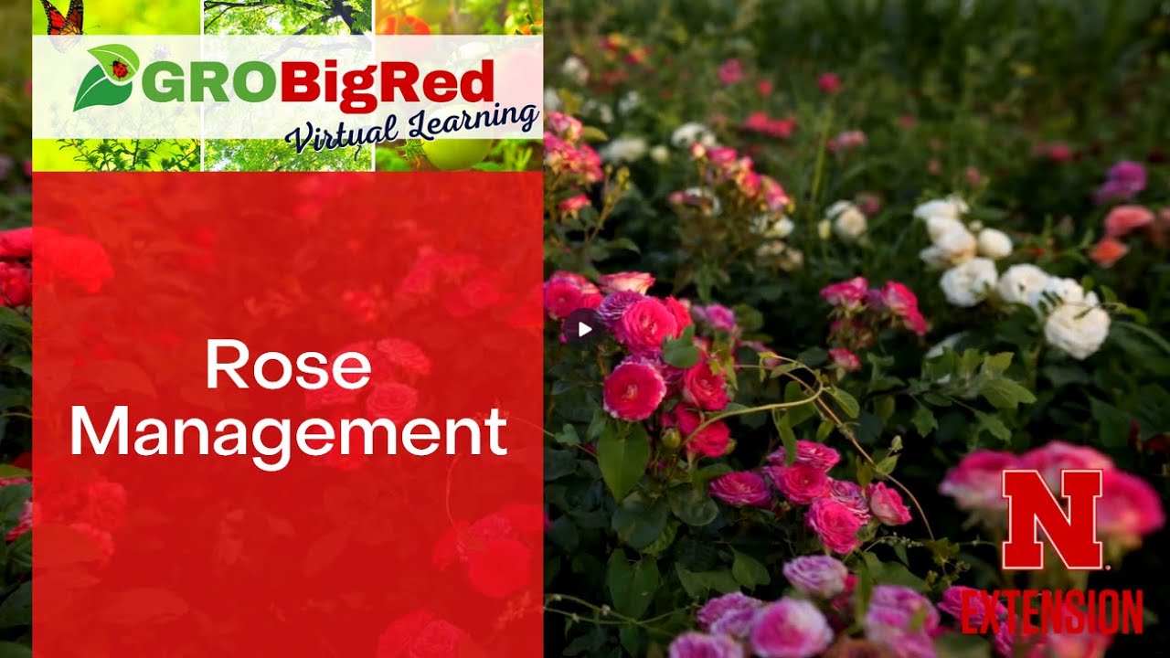 GroBigRed, Roses, 7-9-25 - YouTube