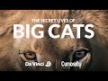 Secret Lives of Big Cats 🦁 | Official Trailer | Da Vinci x Curiosity Stream