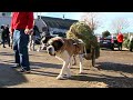 Holiday Helpers Saint Bernards Bring Christmas Trees To Customers Cars At Smolak Farms 