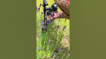 Testing Out Motion Activated Pest Deterrent Sprinklers! - @NingD