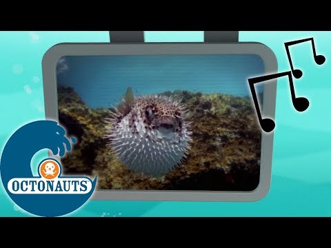 Octonauts - Puffer Porc-épic | Aventures Sous Les Mers