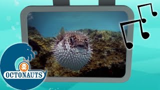Octonauts - Puffer Porc-épic | Aventures Sous Les Mers