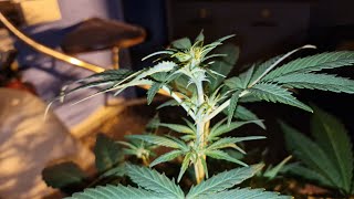 Guava zkittlez week 3 vedge
