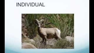 Levels of Ecology Part 1