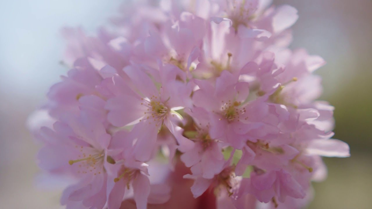 Guarda Tejal Yann, Divine, Yoga su YouTube Guarda Tejal Yann, Divine, Yoga su YouTube