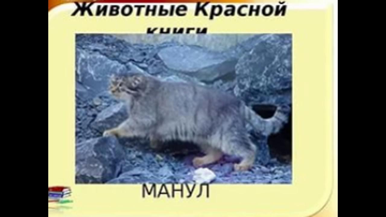 Жывотныекра сной книги. Рассказ о животном занесенном в красную книгу. Красная книга для детей животные. Найти животное из международной красной книги. Какие животные и растения входят в красную книгу.