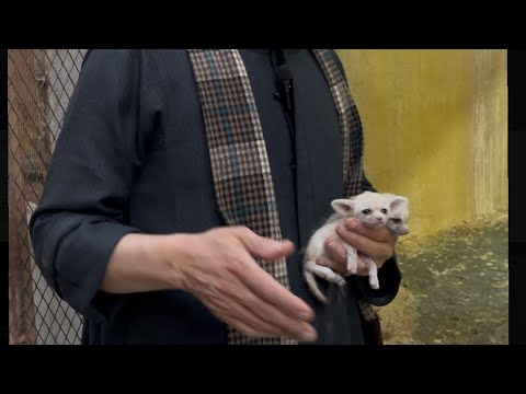 سبحان الله على غير العادة انثى ثعلب الفنك تلد جراوي قبل موسم الولادة